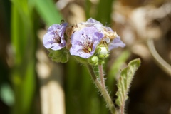 Phacelia bolanderi