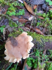 Lentinellus pulvinulus