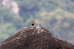 Euplectes hordeaceus