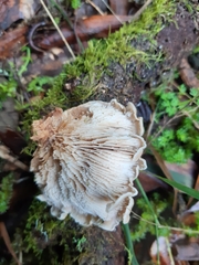 Lentinellus pulvinulus