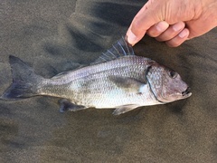 Haemulopsis leuciscus