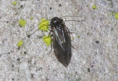 Maoripsocus africanus