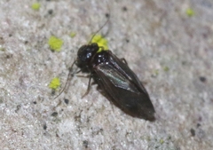Maoripsocus africanus