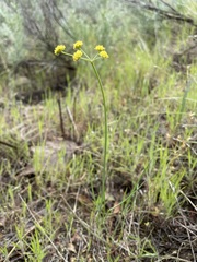 Lomatium simplex