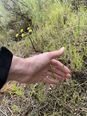 Lomatium simplex