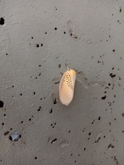 Poekilloptera