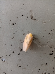 Poekilloptera