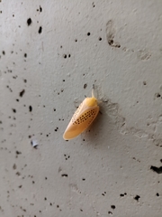 Poekilloptera