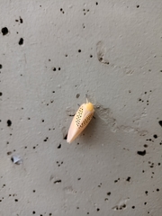 Poekilloptera