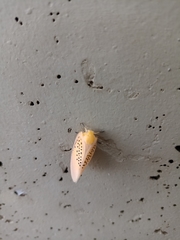 Poekilloptera