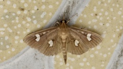 Nosophora