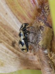 Dinocampus coccinellae paralysis virus