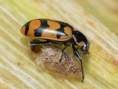 Dinocampus coccinellae paralysis virus