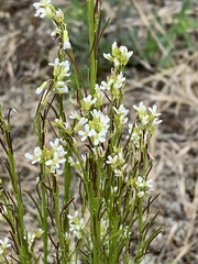 Arabis pycnocarpa
