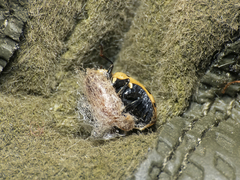 Dinocampus coccinellae paralysis virus