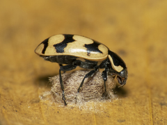 Dinocampus coccinellae paralysis virus