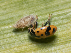Dinocampus coccinellae paralysis virus