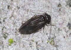 Maoripsocus africanus