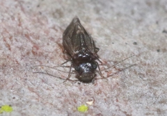 Maoripsocus africanus