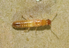 Cryptotermes cavifrons