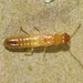 House Termites - Photo (c) James Bailey, some rights reserved (CC BY-NC), uploaded by James Bailey