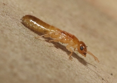 Cryptotermes cavifrons