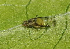 Sarucallis kahawaluokalani