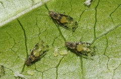 Sarucallis kahawaluokalani