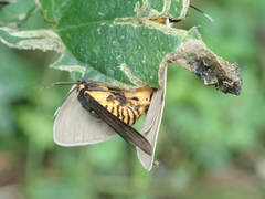 Amsactoides solitaria