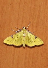 Archernis callixantha