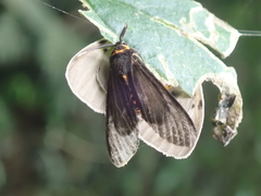 Amsactoides solitaria