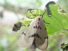 Amsactoides solitaria