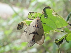 Amsactoides solitaria