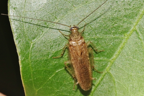 Neoblattella detersa (Walker, 1868)