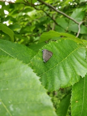 Satyrium caryaevorus