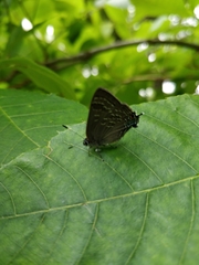 Satyrium caryaevorus