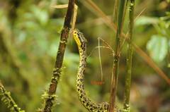 Protobothrops jerdonii