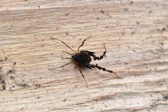 Metagyndes pulchella