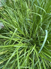 Carex vulpinoidea