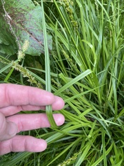 Carex vulpinoidea