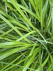 Carex vulpinoidea