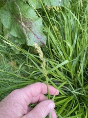 Carex vulpinoidea