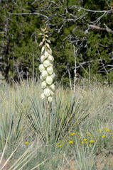 Yucca glauca glauca