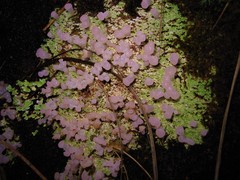 Phyllobaeis imbricata