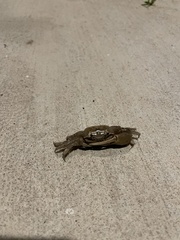 Minuca longisignalis