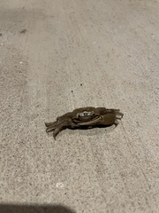 Minuca longisignalis