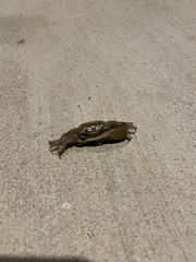 Minuca longisignalis