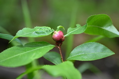Contarinia cerasiserotinae