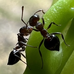 Crematogaster cerasi