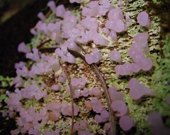 Phyllobaeis imbricata